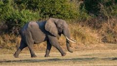 Elephant kills British and New Zealand tourists in Zambia​​