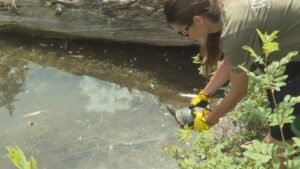 Endangered western painted turtle released by Interior Wildlife Rehabilitation Society​Sydney Morton​