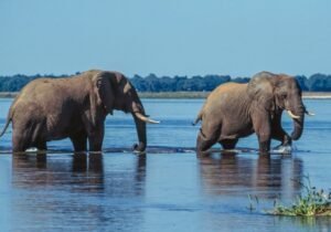 U.K., N.Z. tourists killed by elephant in Zambia during walking safari​Katie Scott​