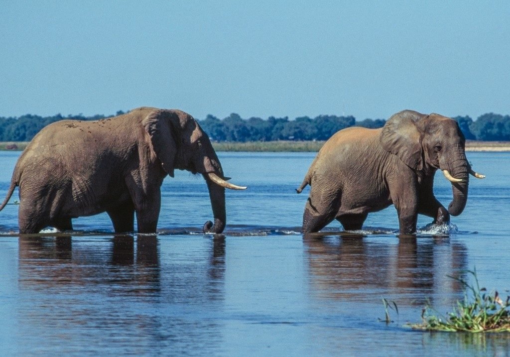 U.K., N.Z. tourists killed by elephant in Zambia during walking safari​Katie Scott​