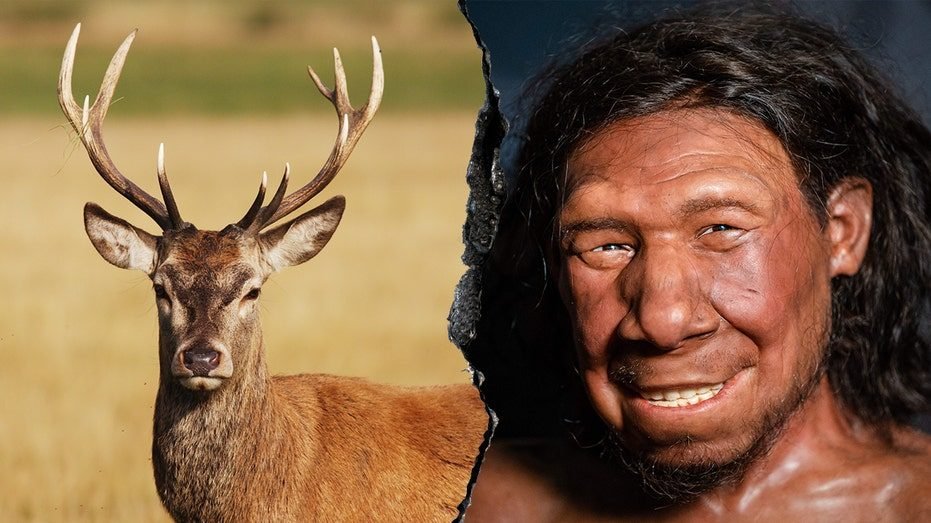 Neanderthals extracted animal fat in advanced food prep process 125,000 years ago: report​​
