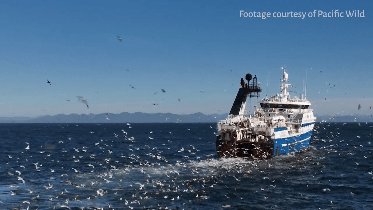 Industrial trawlers have scoured an area larger than Ireland off B.C. coast, group says​Amy Judd​