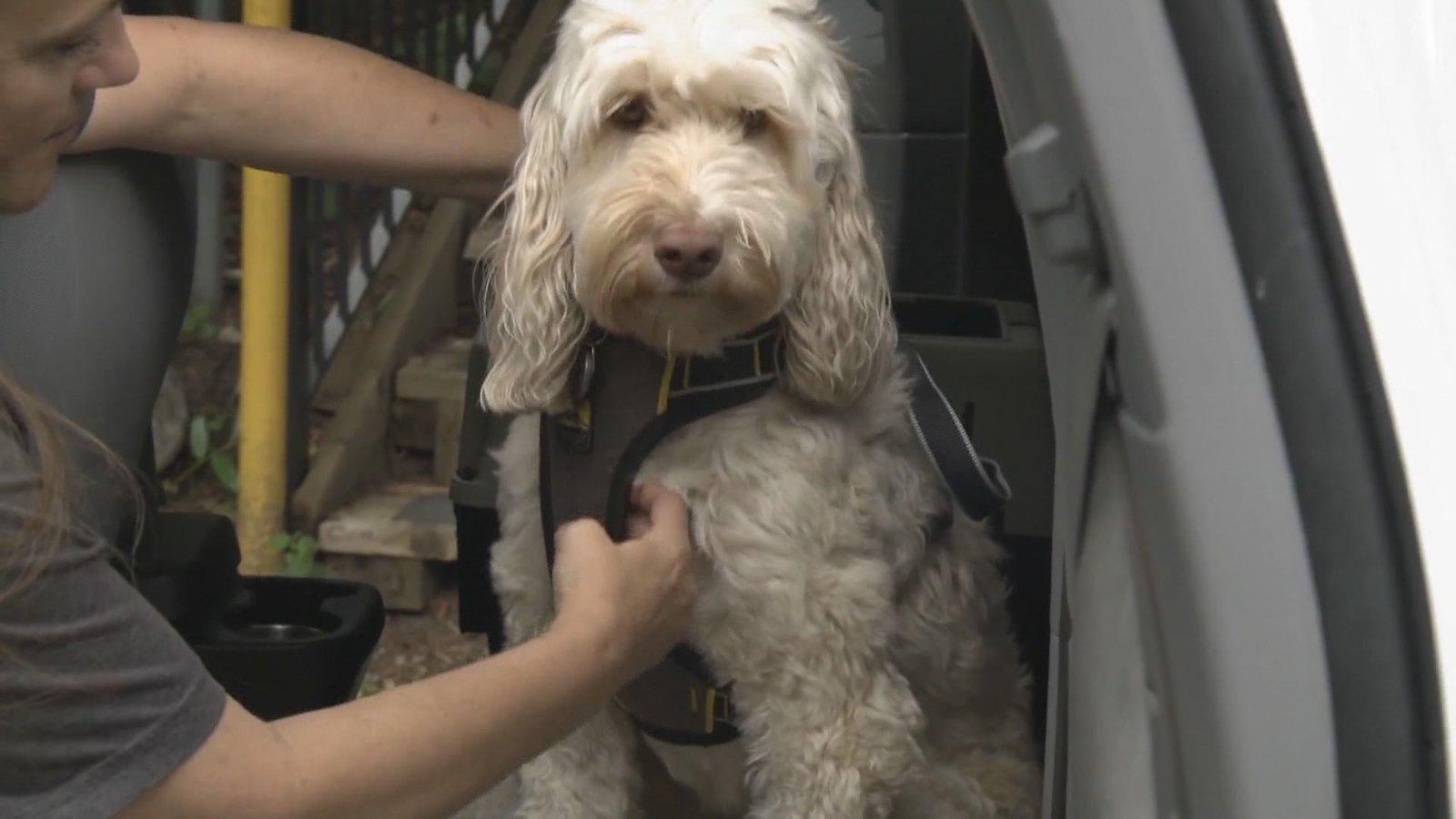 How to keep your pet safe while on the road this summer​Simon Little​