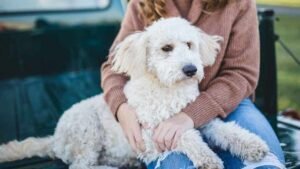 Would you date your pet? 1 in 3 say yes to AI version​​