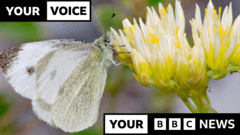 Southern European butterfly spotted in UK for first time​​