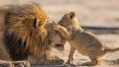 Attenborough gives ‘family feels’ in new show Parenthood​​
