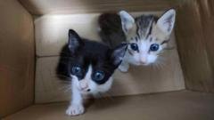 BBC finds electrocuted, drowned and starved cats in online torture groups​​