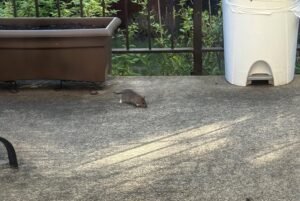 Rat complaints on the rise in Montreal as critics demand city take action​Globalnews Digital​