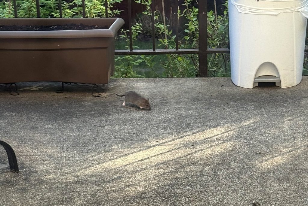 Rat complaints on the rise in Montreal as critics demand city take action​Globalnews Digital​
