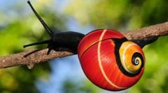 Mission begins to save snails threatened by own beauty​​