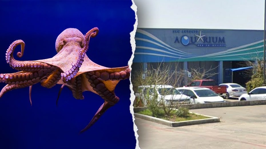Octopus latches onto 6-year-old boy, refusing to release, mother says, showing footage of the child’s injuries​​