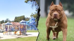 Woman killed and another severely injured after dog mauling at Southern California park​​