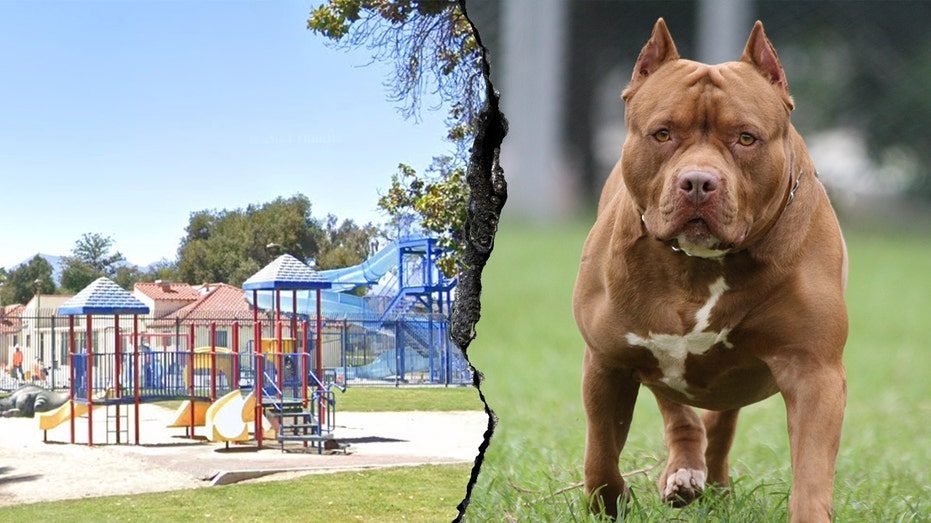 Woman killed and another severely injured after dog mauling at Southern California park​​