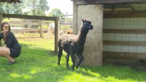 This Aldergrove alpaca may just be the oldest in the world​Simon Little​