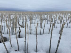 Spring snow coming as central Alberta farmers say fields in better shape than recent years​Karen Bartko​
