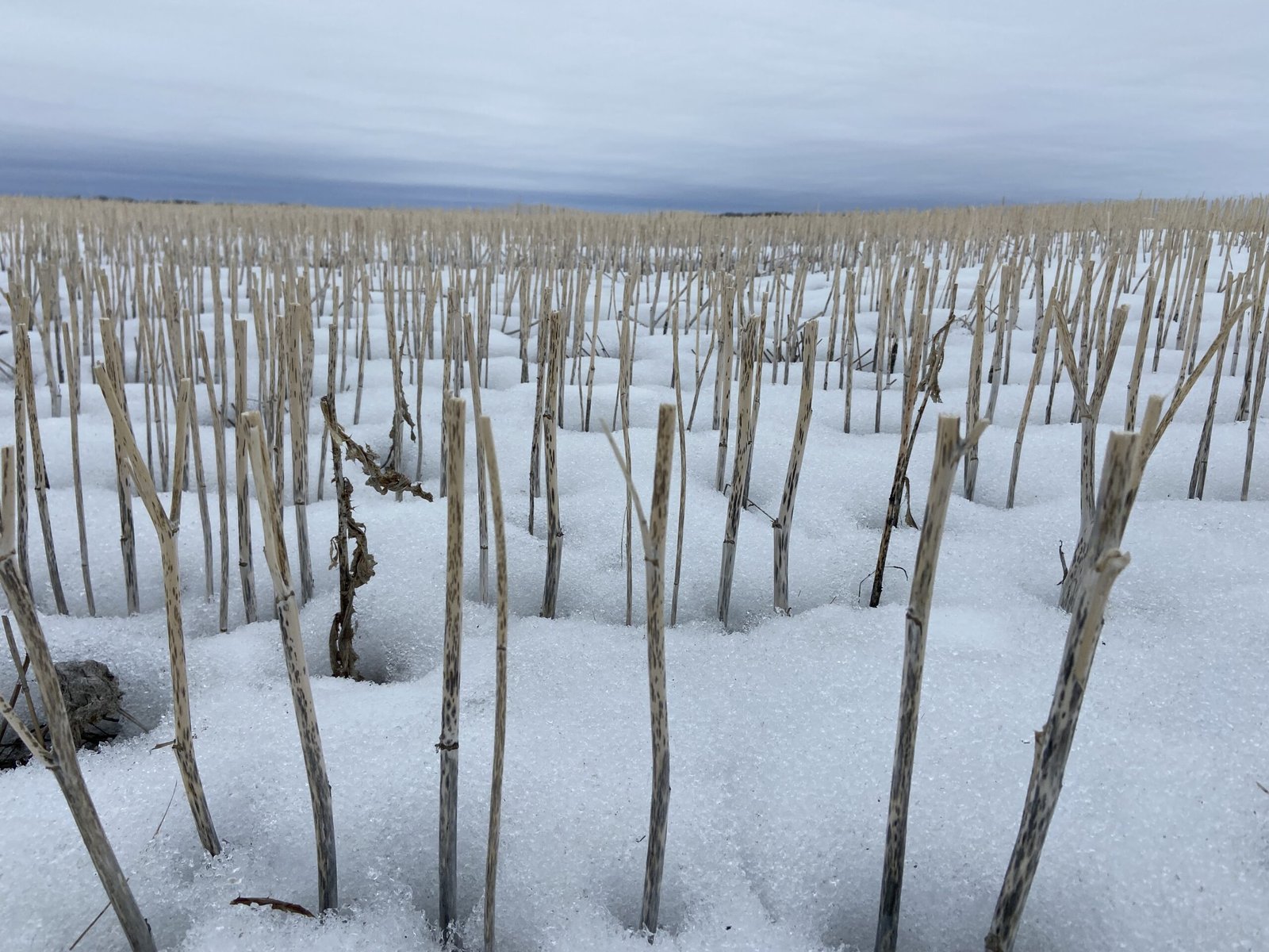 Spring snow coming as central Alberta farmers say fields in better shape than recent years​Karen Bartko​